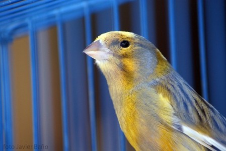 canary-20522_640